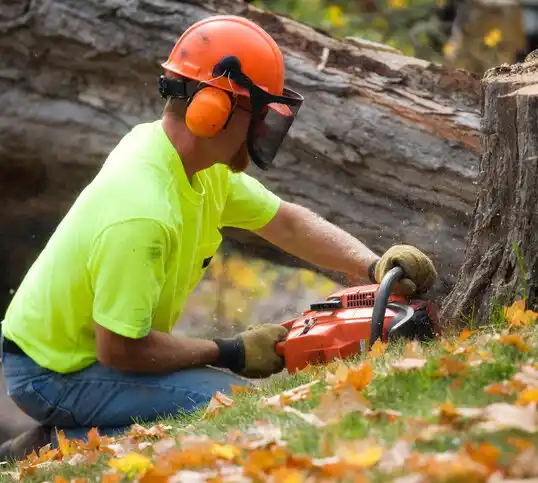 tree services Wabasso